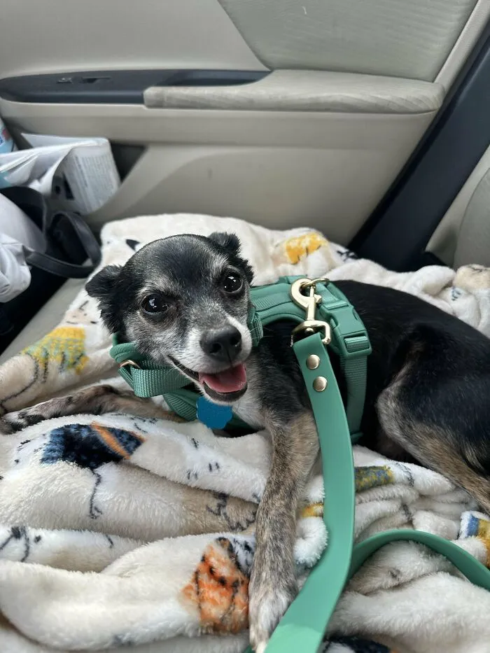 Just Adopted This Old Guy