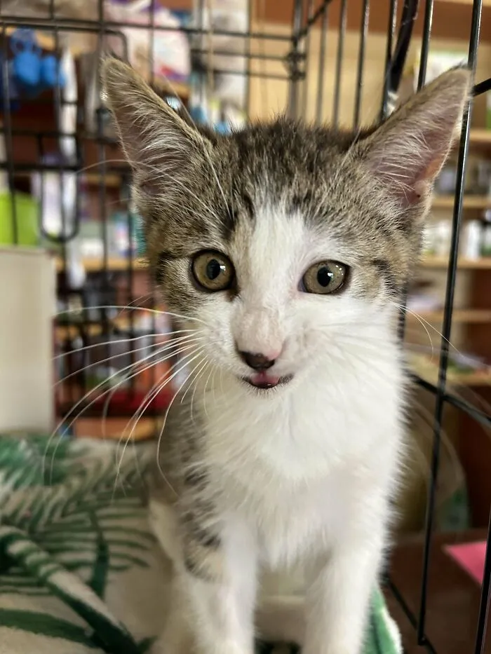 New Kitten!
