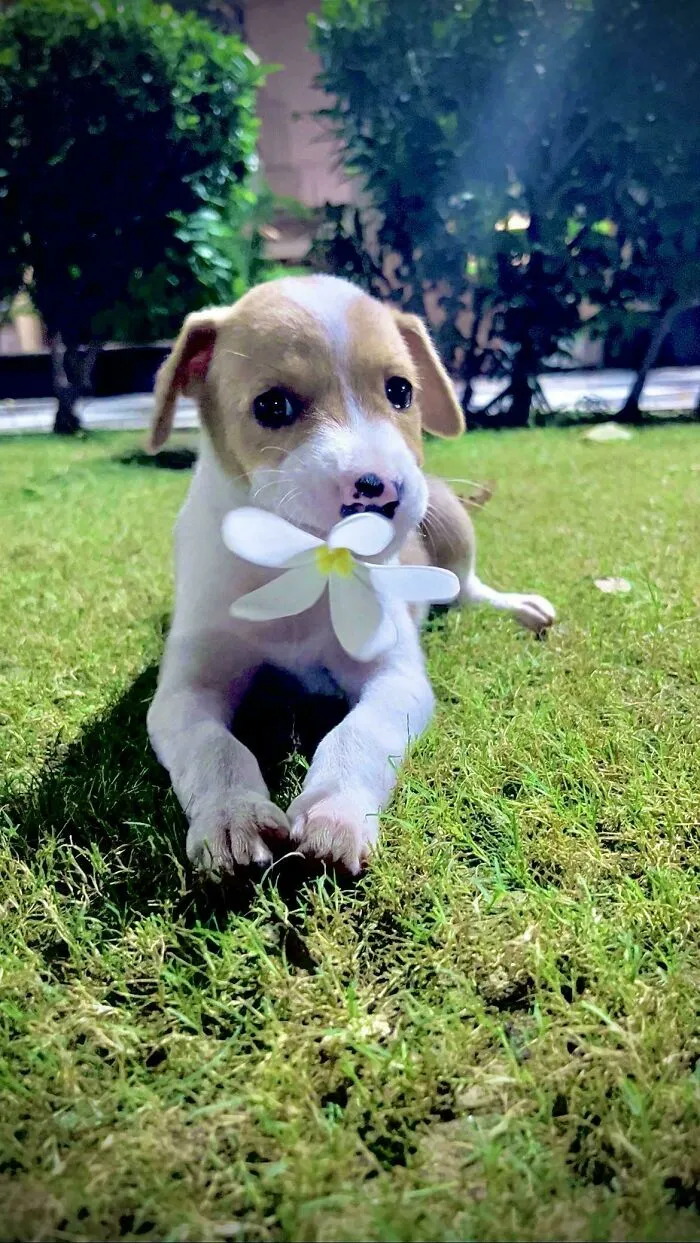 Not A Flex, Just Happiness. Wanted A Dog, Adopted A Stray
