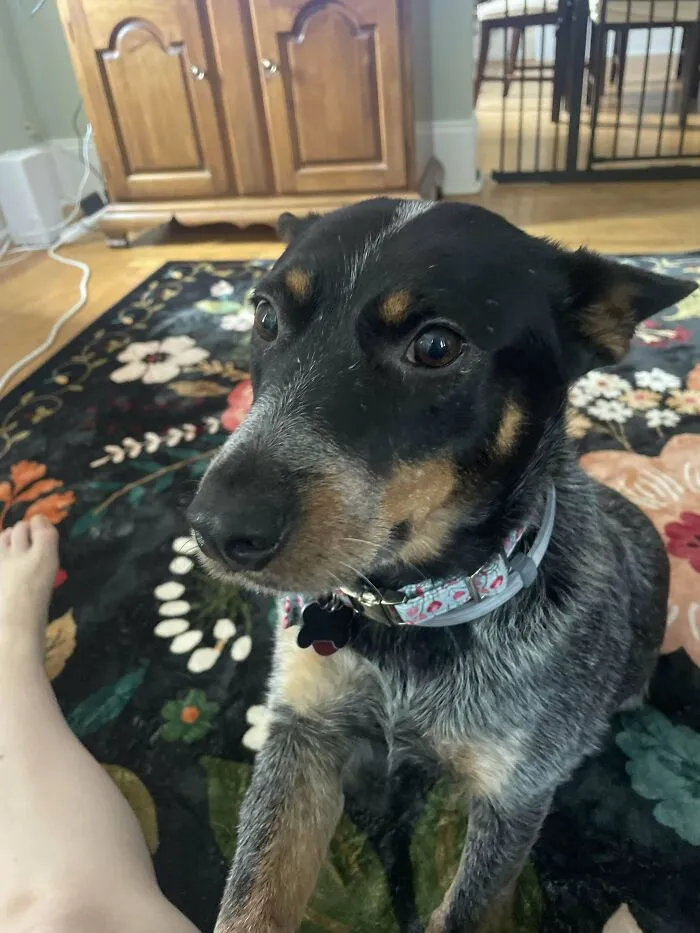 Adopted dog with loving eyes sitting on colorful floral rug in cozy home, showing comfort and care.