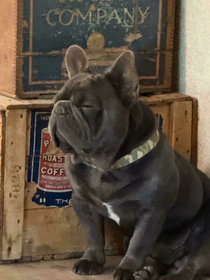 Adopted French Bulldog with closed eyes sitting near vintage wooden crates, showing love and comfort in a cozy space.