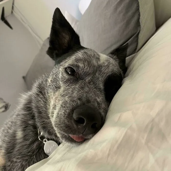 Adopted dog resting comfortably on a bed, showing love and care in a cozy home environment.