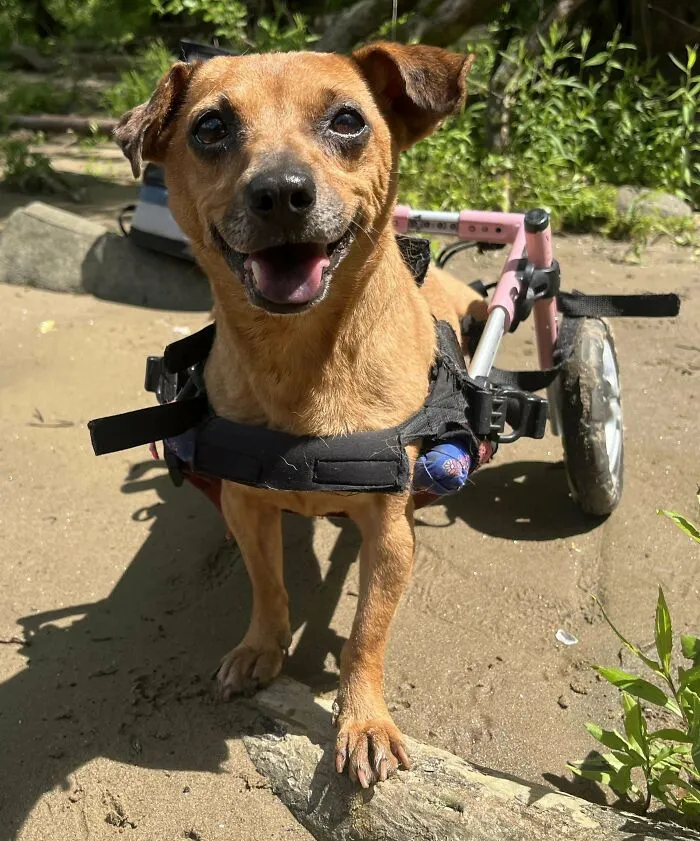 Happy adopted dog using a wheelchair outdoors, showing love and care for adopted animals in a sunny setting.
