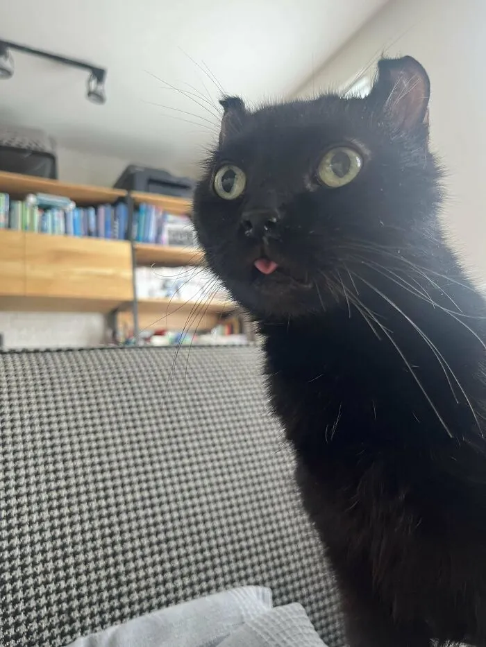 Freshly Adopted Senior Void