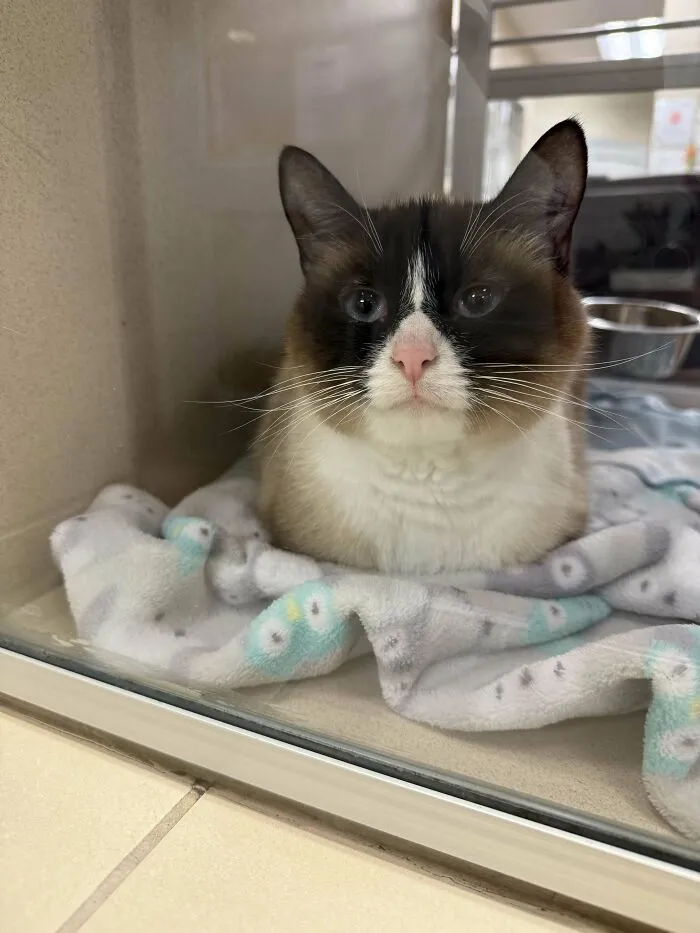 Just Adopted This Beautiful Girl