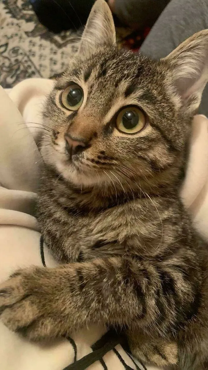 Close-up of an adopted tabby cat with wide eyes resting comfortably, showing love and care in a cozy setting.