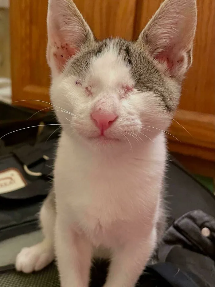 Just Adopted This Lil Guy. Definitely Need Some Advice