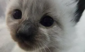 50 Adopted Animals That Are Finally Showered With Love, And It Shows (August Edition)