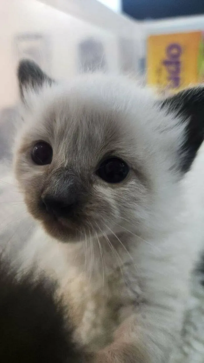 Adopted A Cat, Discovered She Was Pregnant, Now I Have Kittens!