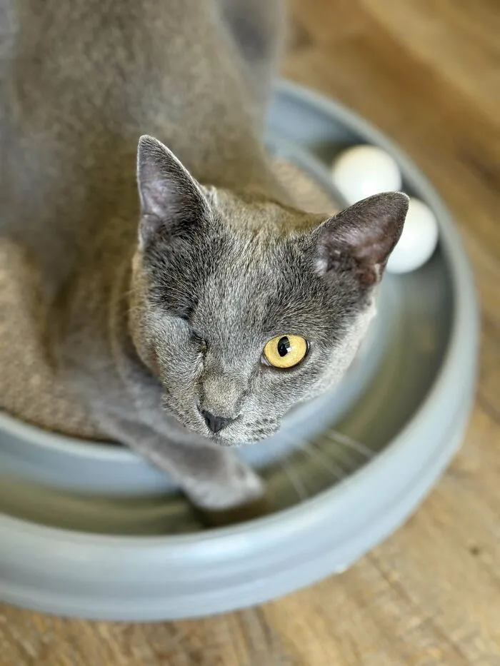 I’ve Never Owned A Cat. Never Lived With A Cat, But Adopted Her
