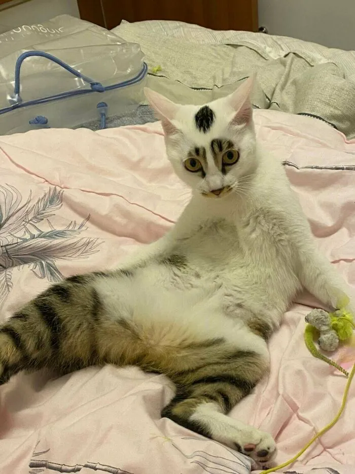 My Newly Adopted Cat