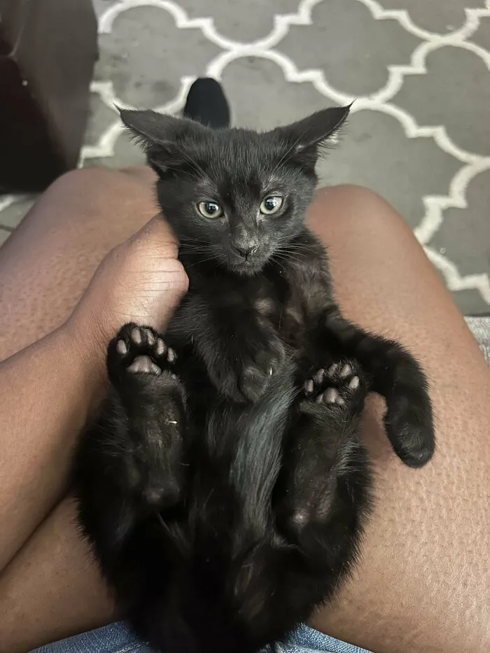 New Black Cat Mom 🖤