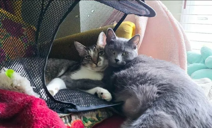 We Adopted A Cat For Our Cat, It's Going Pretty Well