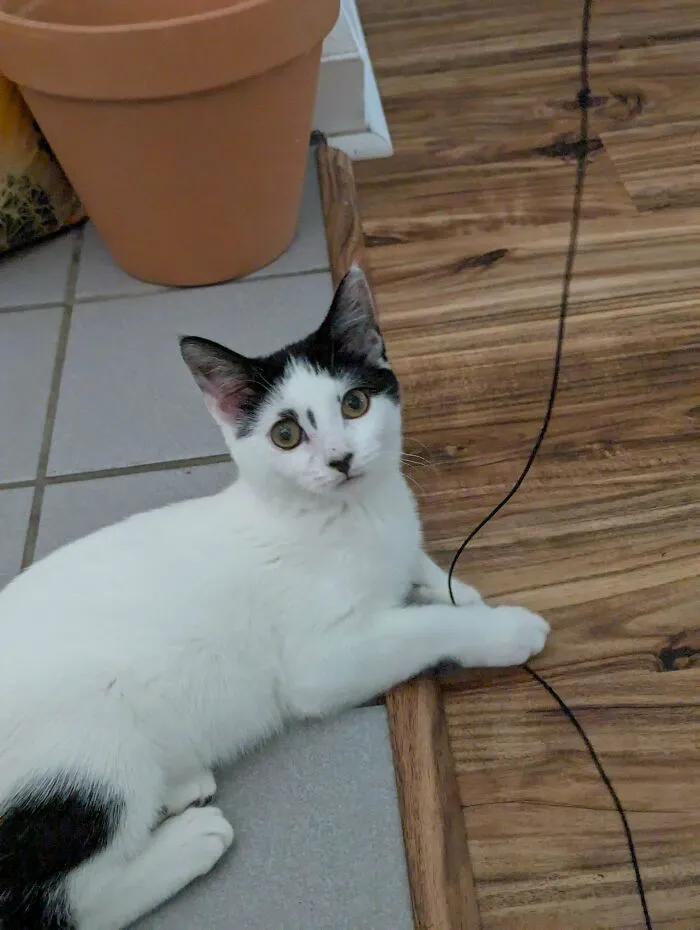 Adopted black and white cat resting by floor edge, showing love and comfort in a cozy home environment.