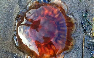 50 Times People Went To The Beach And Found Something They Least Expected (New Pics)