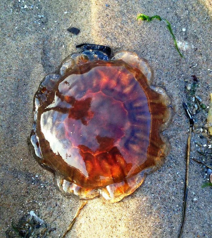 Esta medusa arrastrada por la corriente parece un iris