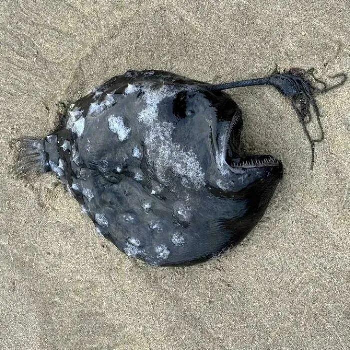 Pez abisal encontrado en la playa, una de las veces que la gente halló algo inesperado en la costa.