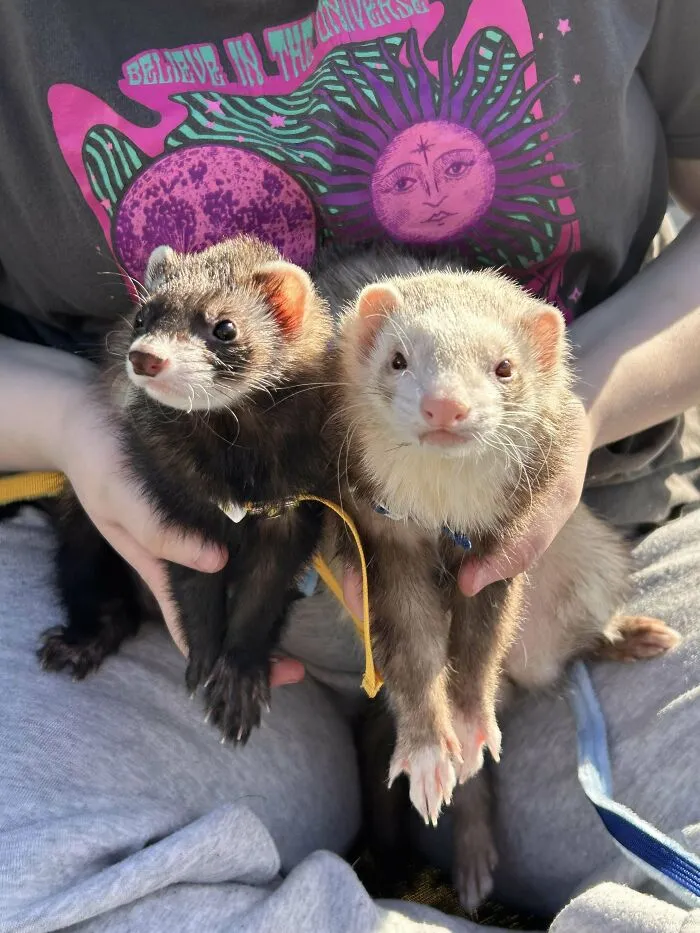 Ferrets