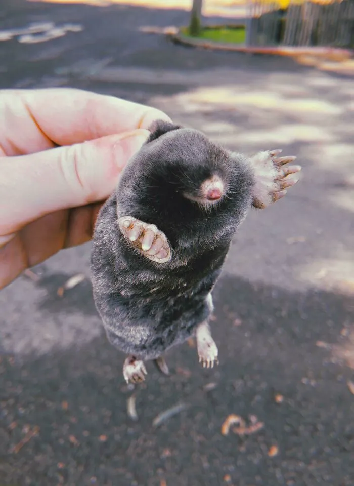 Moles