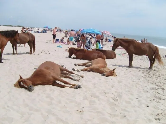 Ellos también van a la playa a disfrutar