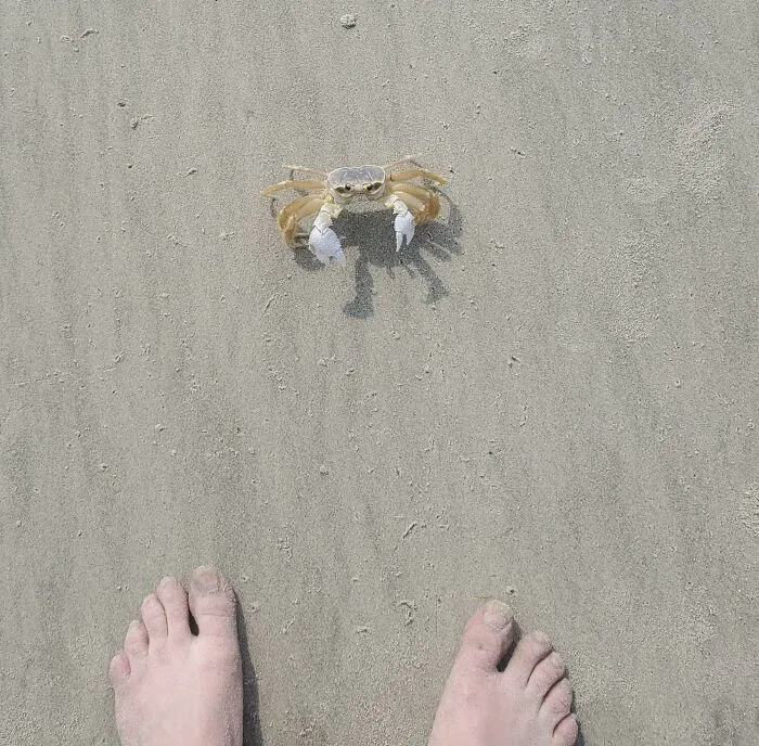 Estaba caminando por la playa para hacer algo de ejercicio y este tipo duro y matón playero decidió que estaba invadiendo su territorio.