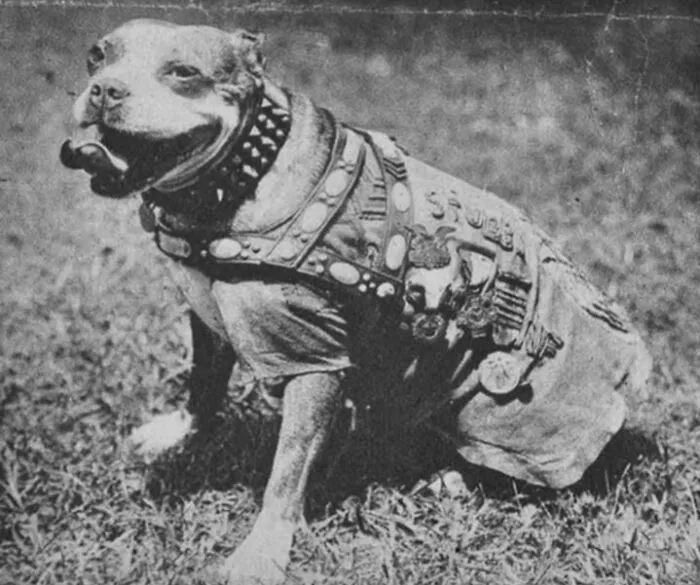 50 Fascinating Historical Photos That Might Change Your Perspective On Pets