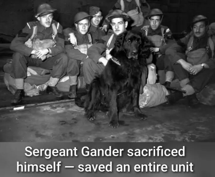 50 Fascinating Historical Photos That Might Change Your Perspective On Pets