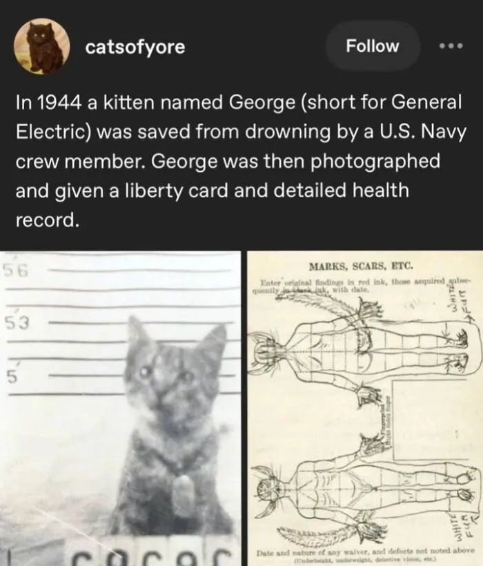 Kitten saved by U.S. Navy in 1944 with a liberty card and health record shown in this historical pets photo.