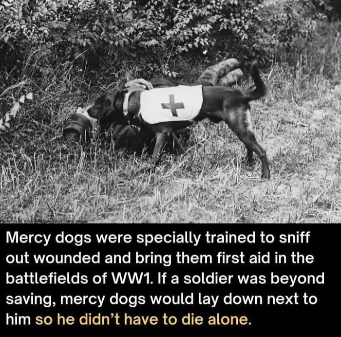 50 Fascinating Historical Photos That Might Change Your Perspective On Pets