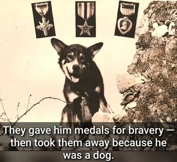 Historic photo of a brave dog awarded medals, highlighting unique perspectives on pets in history.