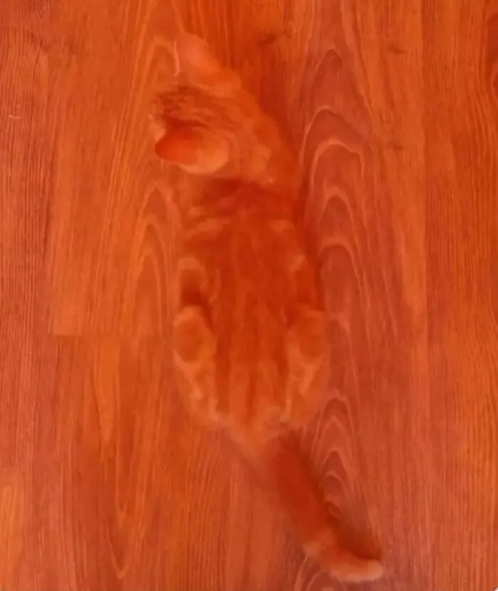 Cat's Fur Blends In With The Floor Perfectly