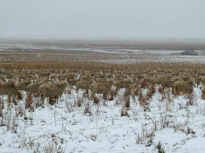 Sheep: Masters Of Camouflage
