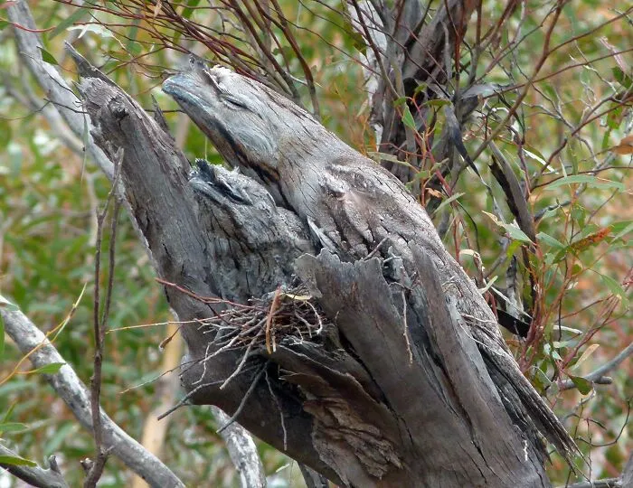 Two Tawny Frogmouths, Perfectly Camouflaged