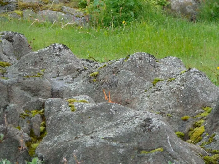 Camouflage Bird