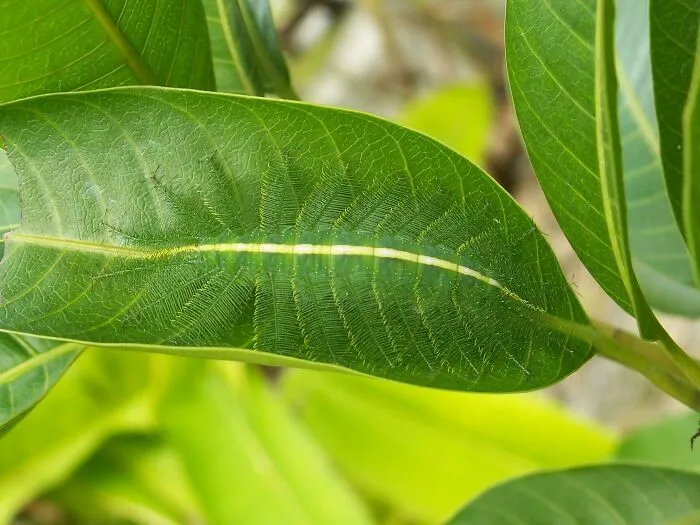 Badass Camouflage
