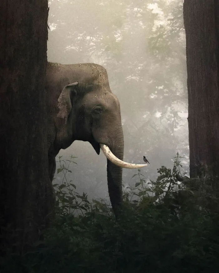 Photographer Shaaz Jung Captured A Rare And Enchanting Moment: An Elephant, Deep Within The Mist-Shrouded Forest, Stood In Quiet Communion With A Tiny Bird Perched On His Tusk