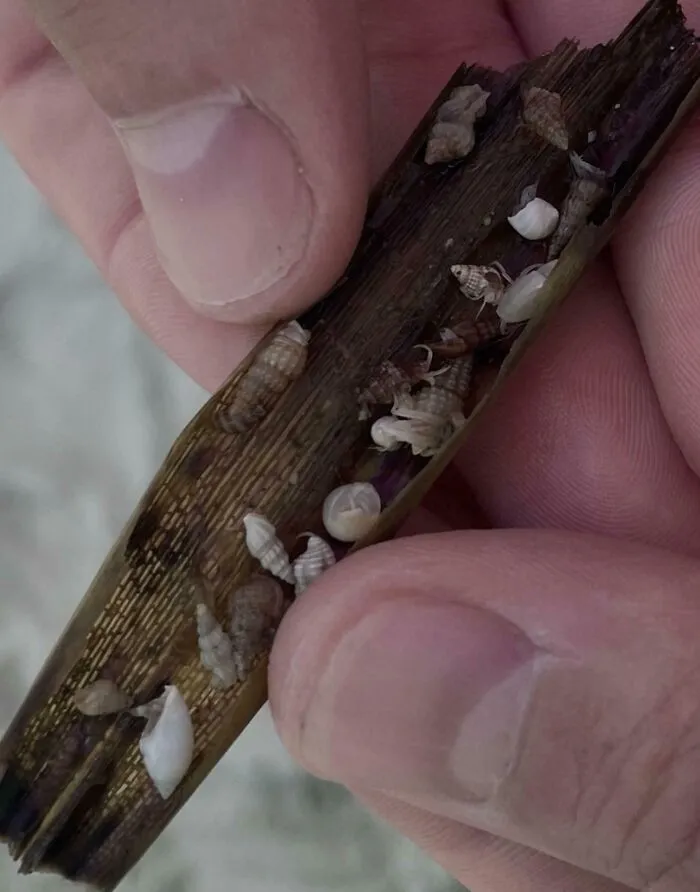 Encontré un montón de cangrejos ermitaños bebés envueltos en algas en la playa.