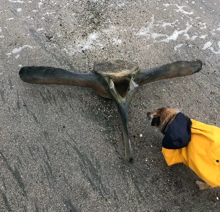 Mi perro encontró un hueso enorme