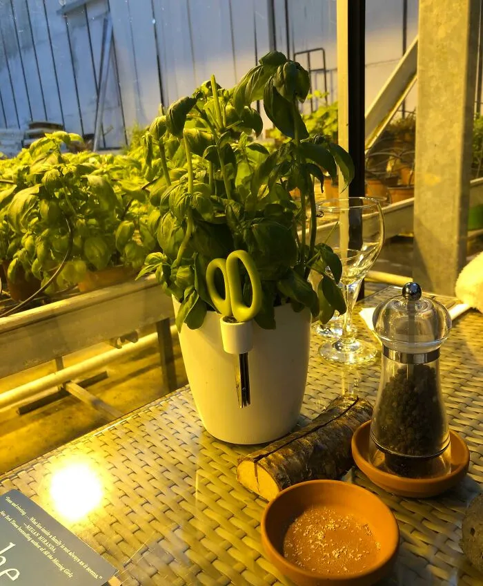 This Restaurant Has Basil Plants At Every Table So You Can Get Fresh Basil For Your Soup
