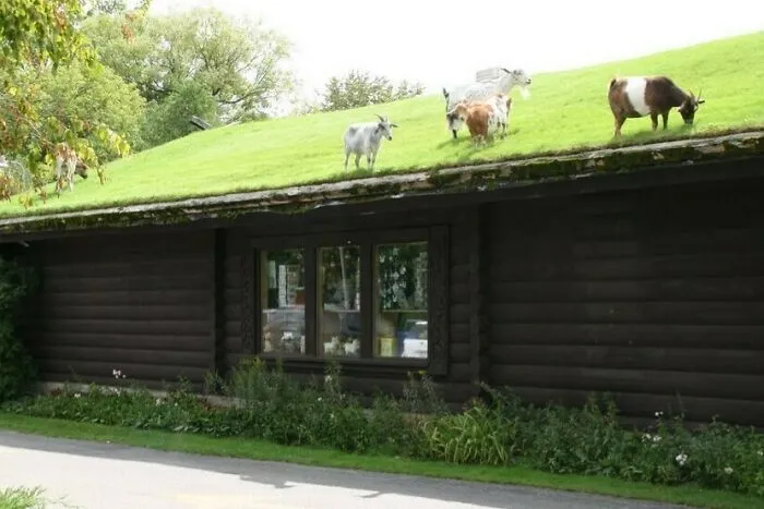 This Is A Restaurant In Door County, Wisconsin And Those Are Goats Eating Grass Off Of A Roof