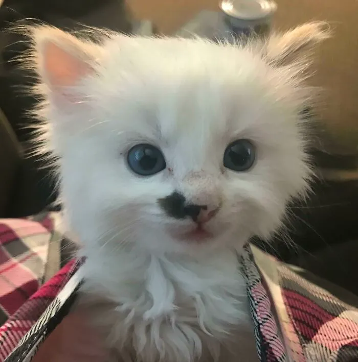 Lost My Husband Suddenly 6 Months Ago, Lost My Cat Last Week. Today, My Neighbor Brought Me This Baby Girl. Smiled For The First Time In Days And Haven’t Stopped