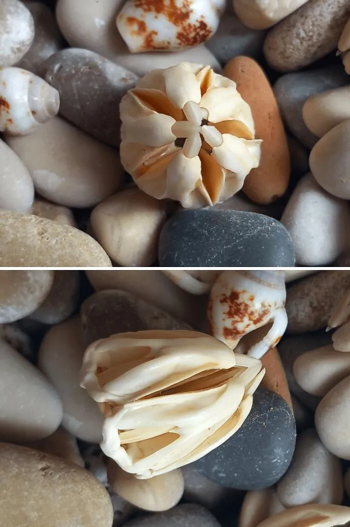 Dientes de erizo de mar que encontré en Croacia hace años