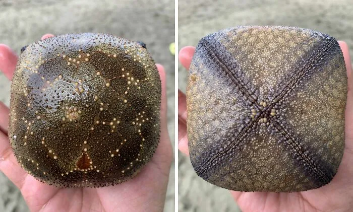 Encontré esto en la playa, pero nunca había visto nada parecido ni en persona ni en internet. Es una estrella de mar con forma de cojín de alfileres.