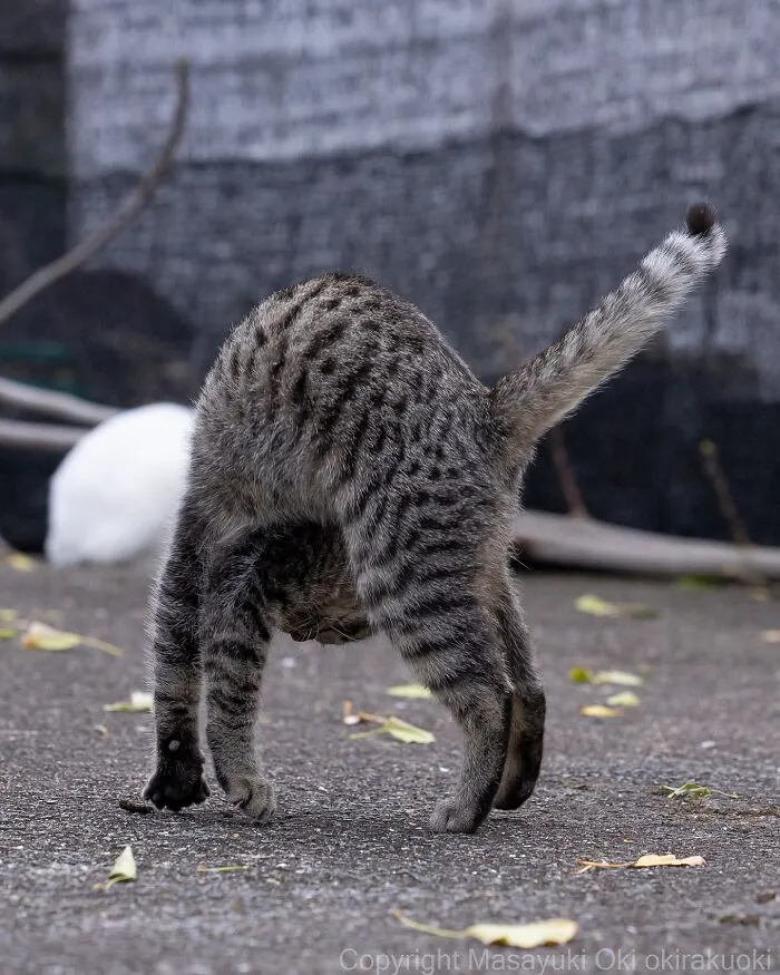Celebrating The Quirky And Playful Side Of Cats: 50 Photos By Masayuki Oki (New Pics)