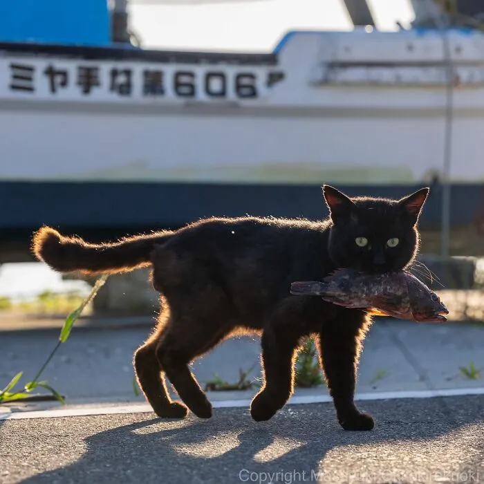 Estas 50 fotos de Masayuki Oki nos cuentan cómo es la vida de los gatos callejeros de Tokio