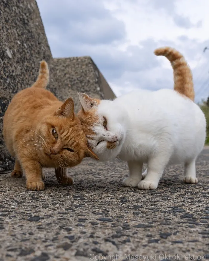 Estas 50 fotos de Masayuki Oki nos cuentan cómo es la vida de los gatos callejeros de Tokio