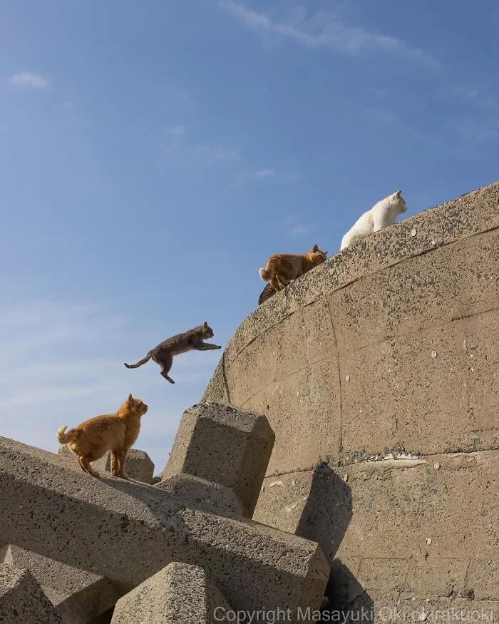 Estas 50 fotos de Masayuki Oki nos cuentan cómo es la vida de los gatos callejeros de Tokio