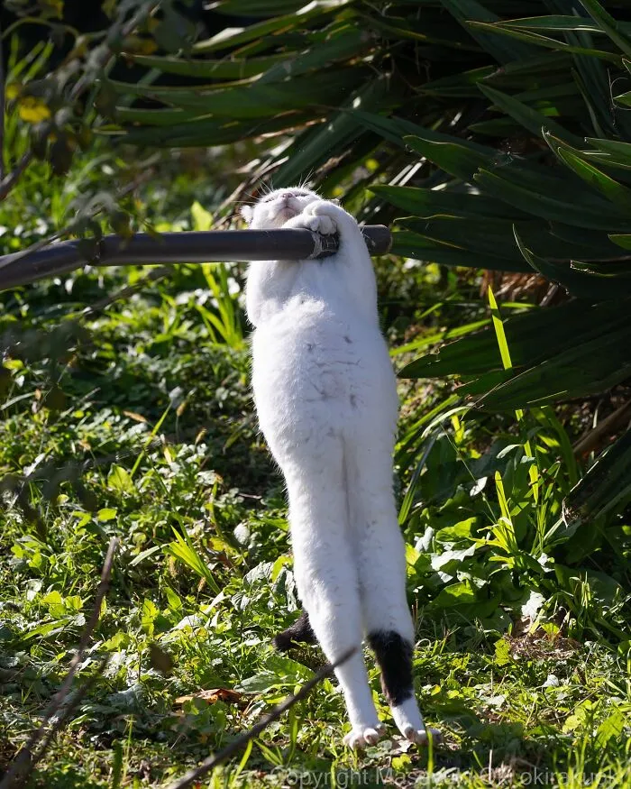 Estas 50 fotos de Masayuki Oki nos cuentan cómo es la vida de los gatos callejeros de Tokio