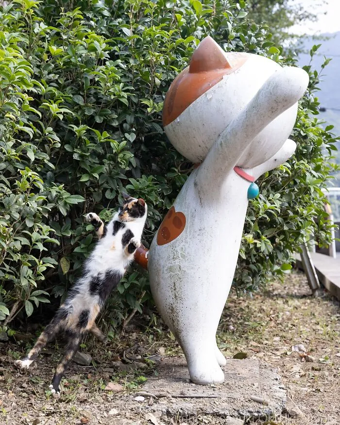 Estas 50 fotos de Masayuki Oki nos cuentan cómo es la vida de los gatos callejeros de Tokio