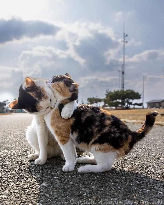 Estas 50 fotos de Masayuki Oki nos cuentan cómo es la vida de los gatos callejeros de Tokio